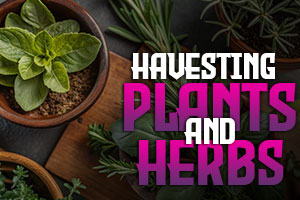 Harvesting Plants & Herbs Database
